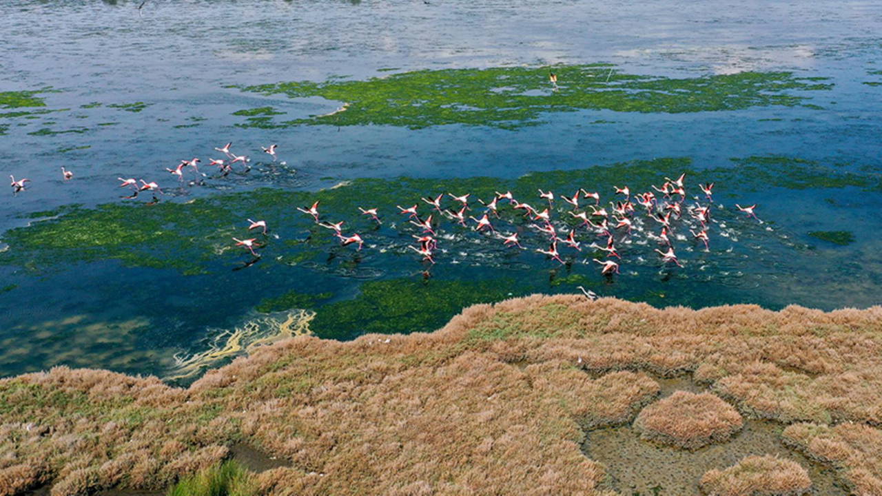İzmir Kent Ormanı'nda ilkbahar güzelliği