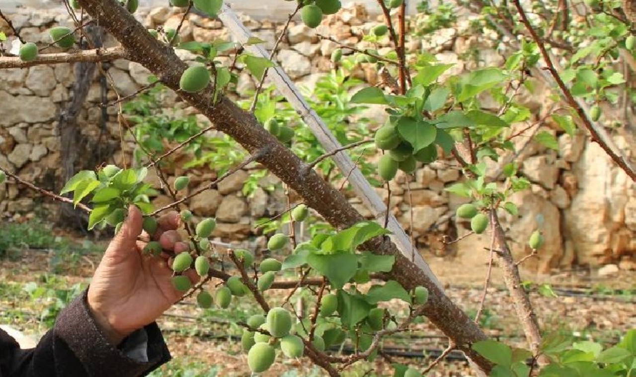 Yılda sadece 20 gün bulunuyor, faydaları saymakla bitmiyor: Çağla