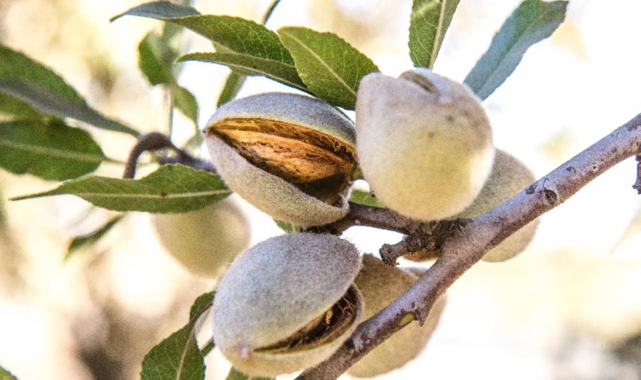 Yılda sadece 20 gün bulunuyor, faydaları saymakla bitmiyor: Çağla