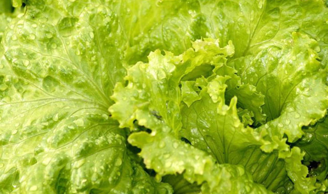 Dondurulduğunda tehlikeli hale geliyor, zehirlenmelere sebep oluyor: Buzlukta asla bulundurmamanız gereken 10 besin