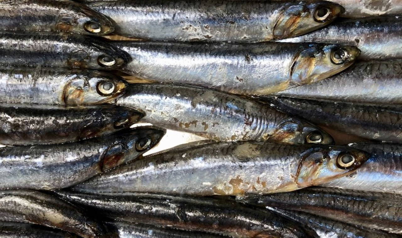 Omega 3 nedir, faydaları neler, hangi besinlerde bulunuyor?