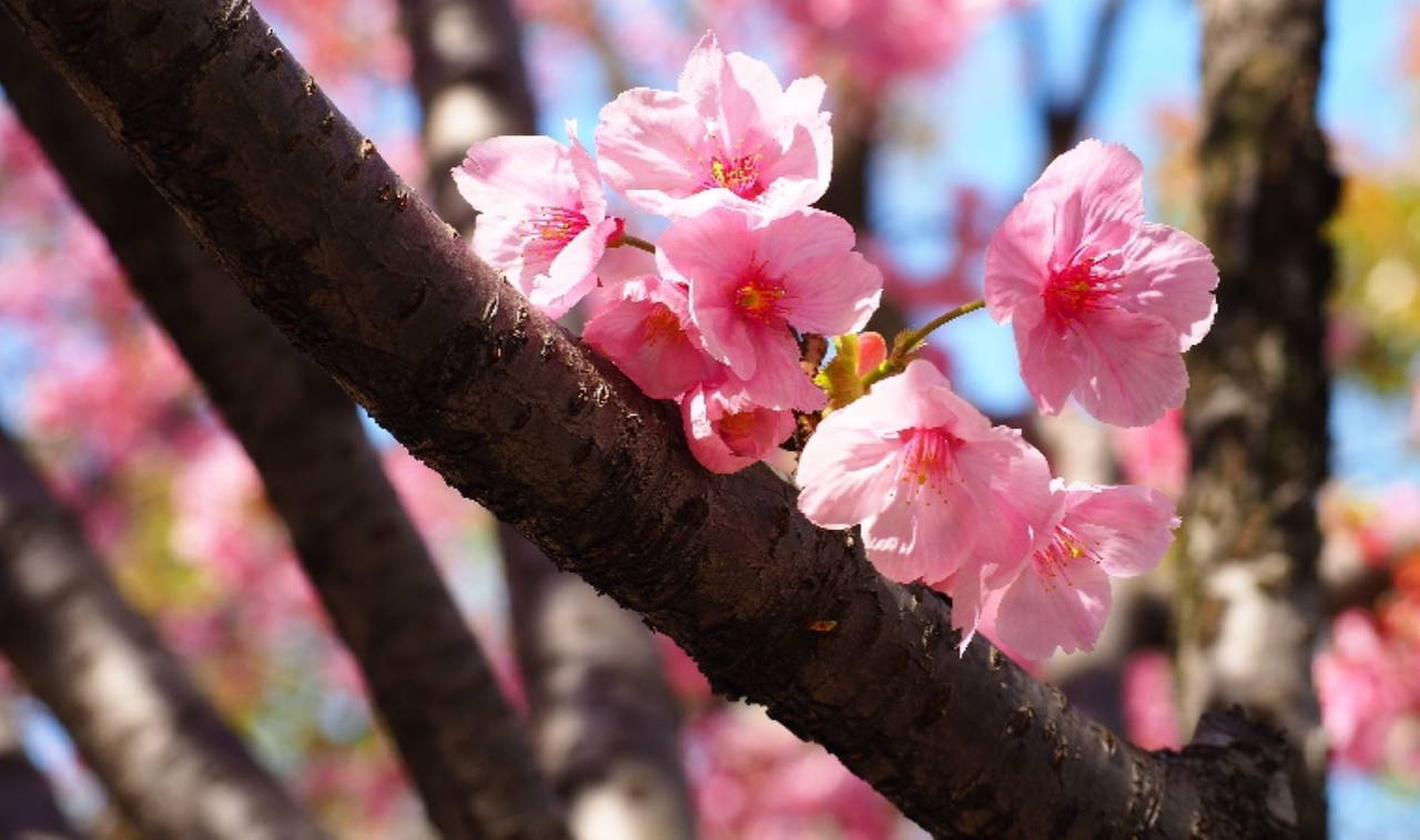 Kültür dağarcığınızı geliştirecek en güzel Japon atasözleri