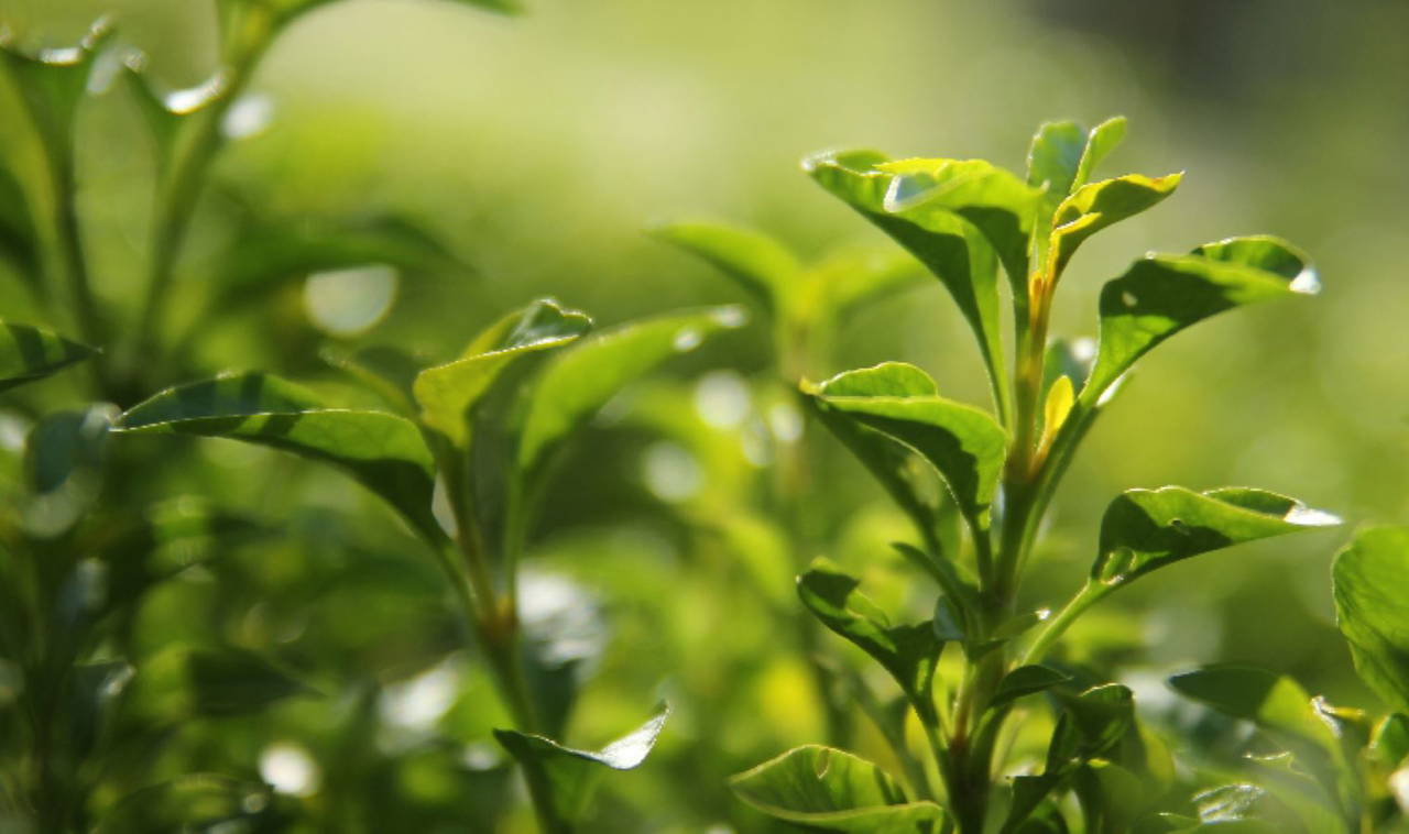 Dukan detoks çayı nasıl yapılır, tarifi nedir, nasıl kullanılır?