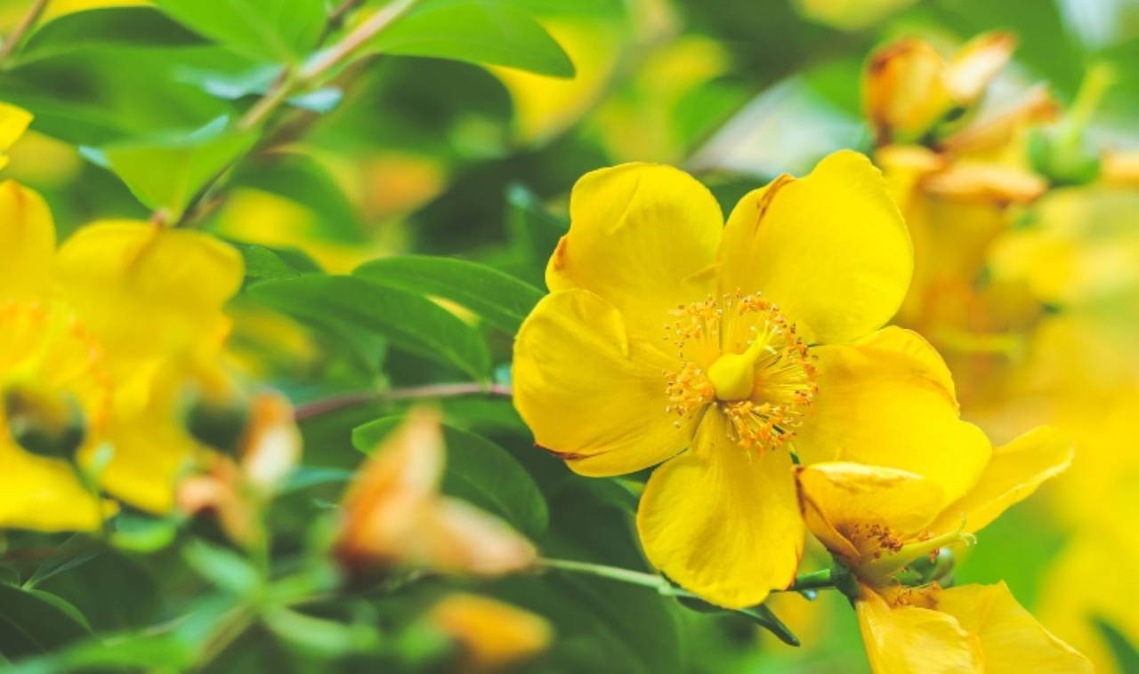 Sarı kantaron yağının 9 faydası