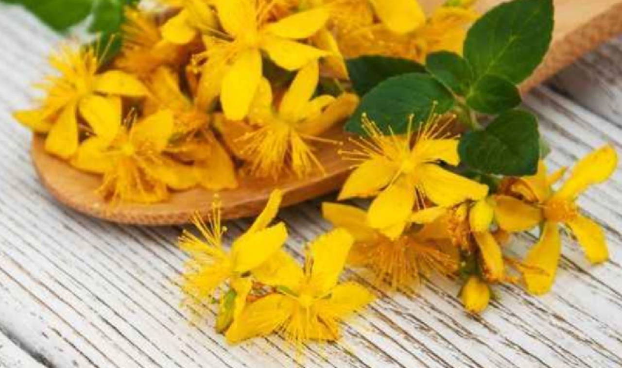 Sarı kantaron yağının 9 faydası