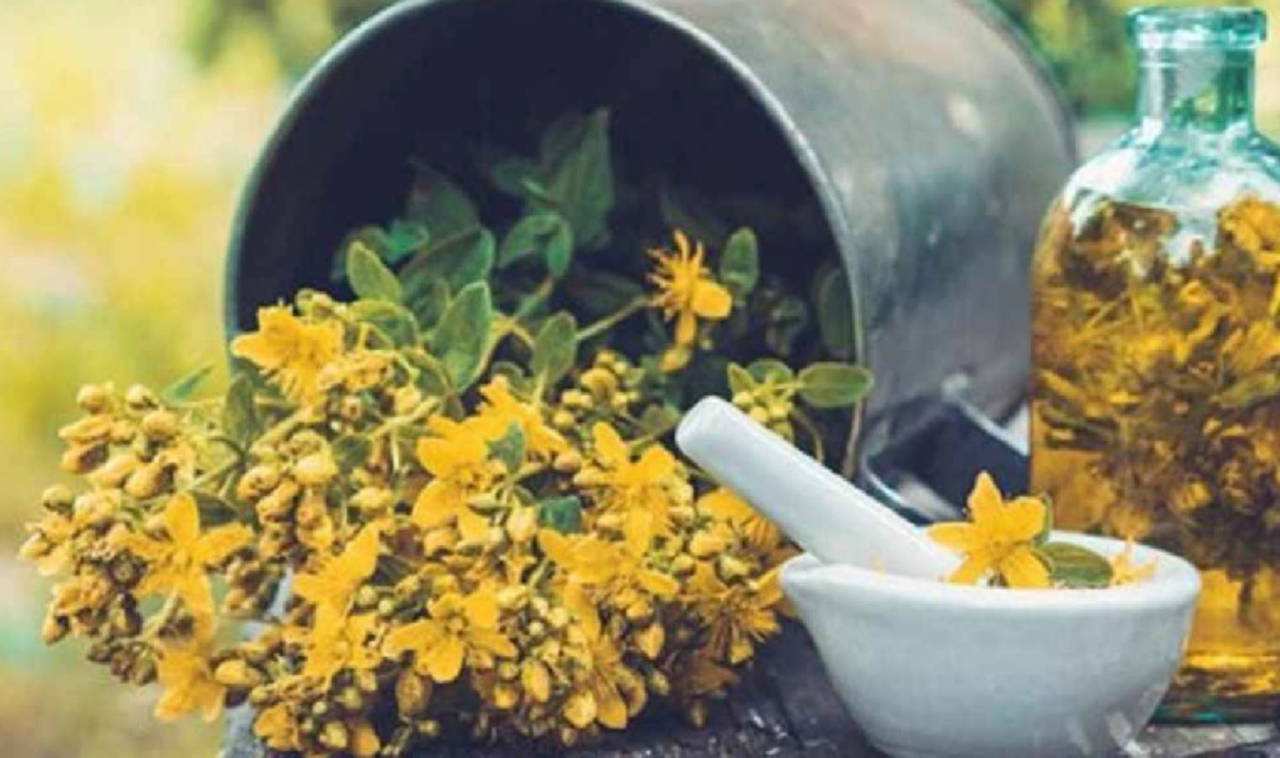 Sarı kantaron yağının 9 faydası