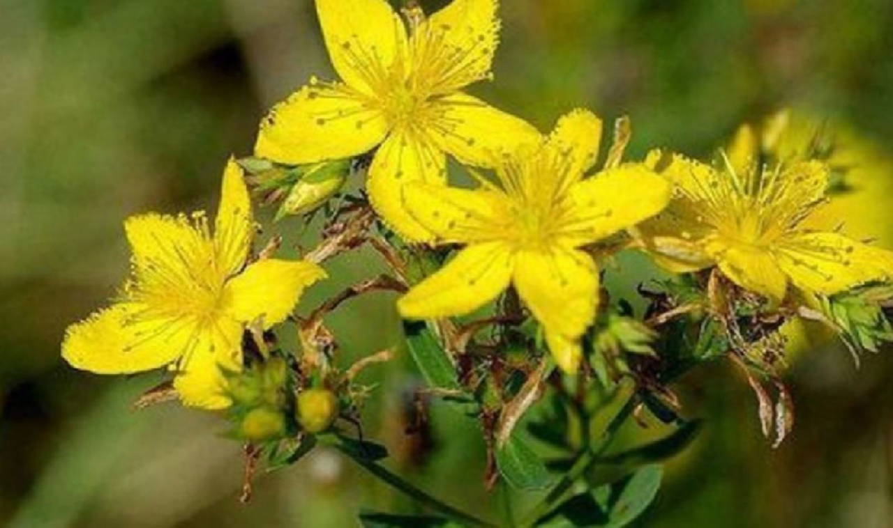 Sarı kantaron yağının 9 faydası