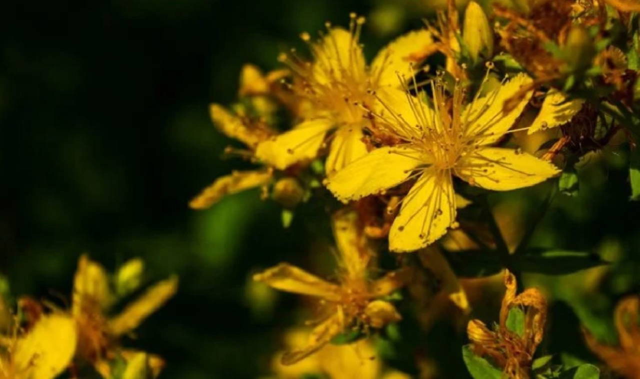 Sarı kantaron yağının 9 faydası