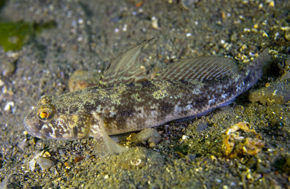 İzmit Körfezi'nde 'deniz kalemi' görüntülendi