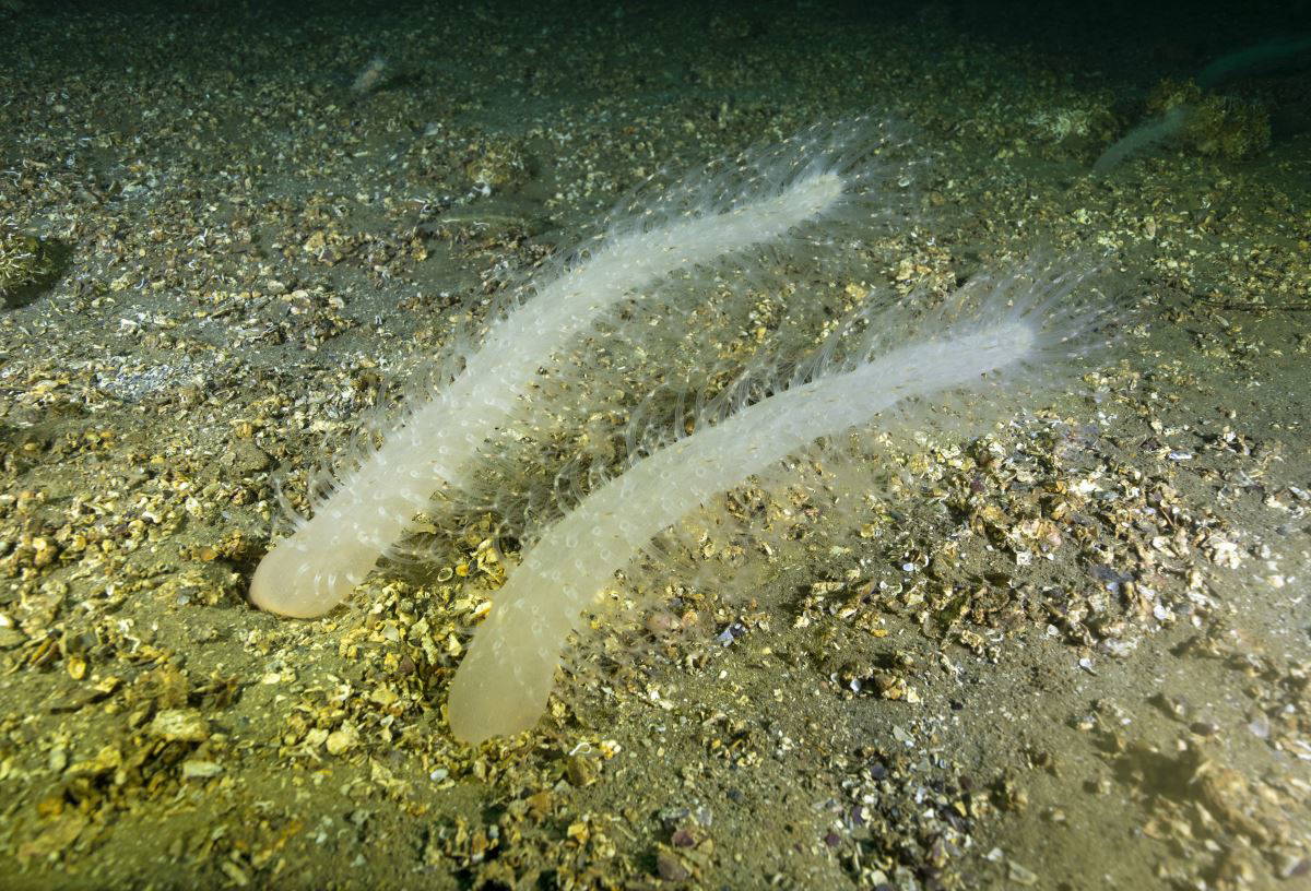 İzmit Körfezi'nde 'deniz kalemi' görüntülendi