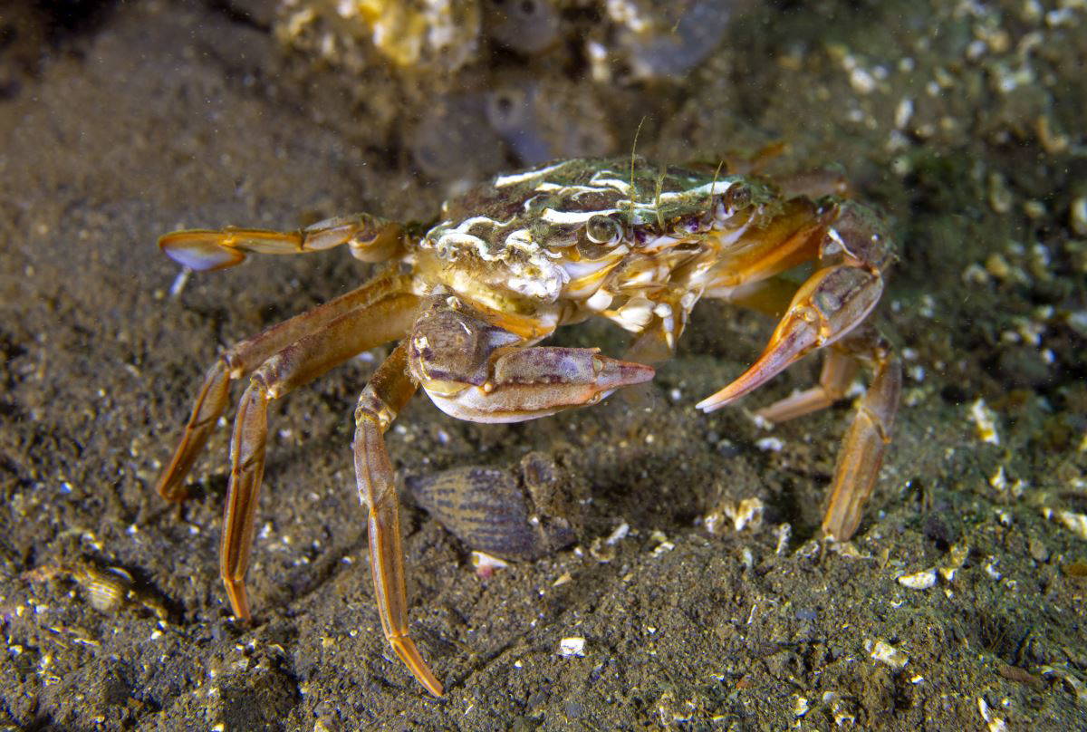 İzmit Körfezi'nde 'deniz kalemi' görüntülendi