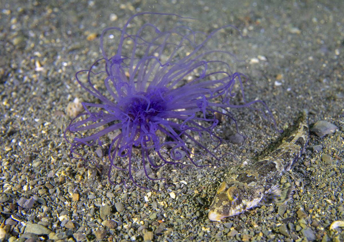 İzmit Körfezi'nde 'deniz kalemi' görüntülendi