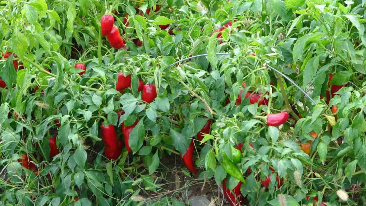 Çok suya ihtiyaç duymadan yetiştirebileceğiniz 7 sebze!