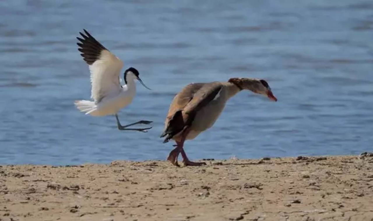 2023 Komedi Vahşi Yaşam Fotoğraf Ödülleri finalistleri belli oldu