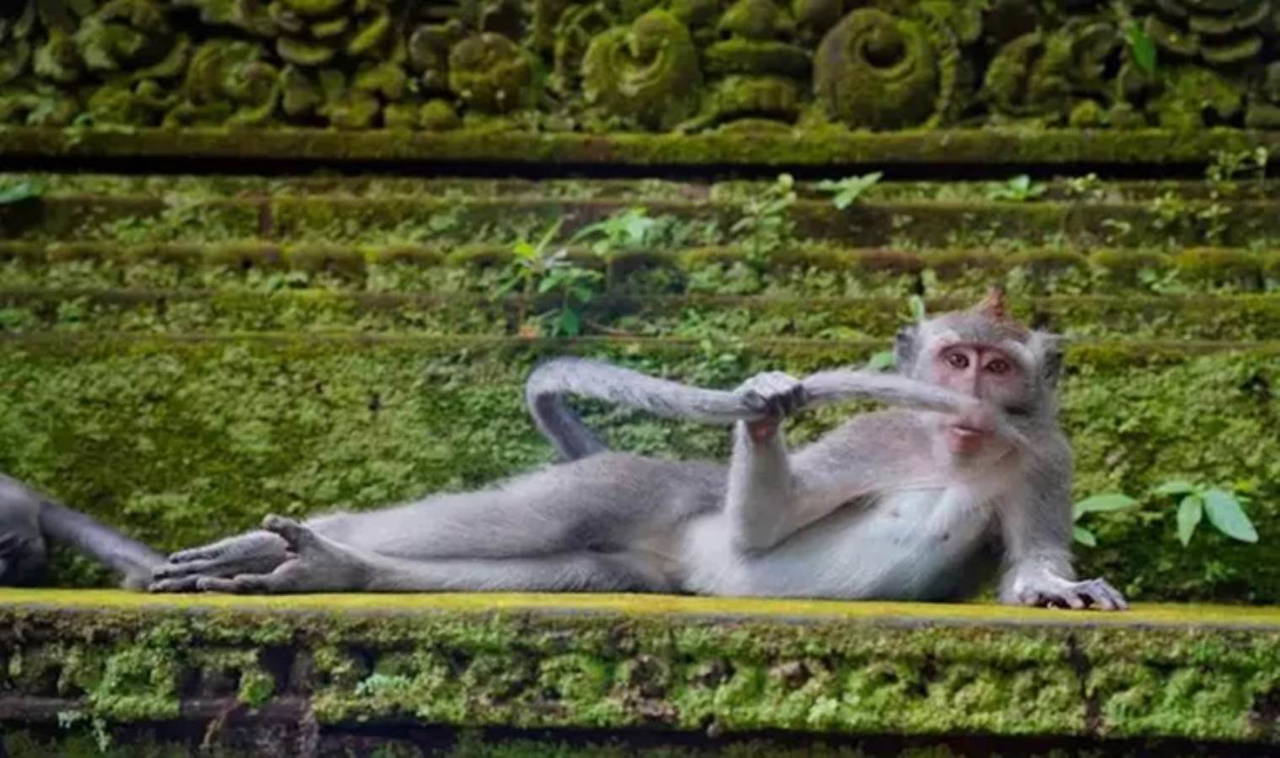 2023 Komedi Vahşi Yaşam Fotoğraf Ödülleri finalistleri belli oldu