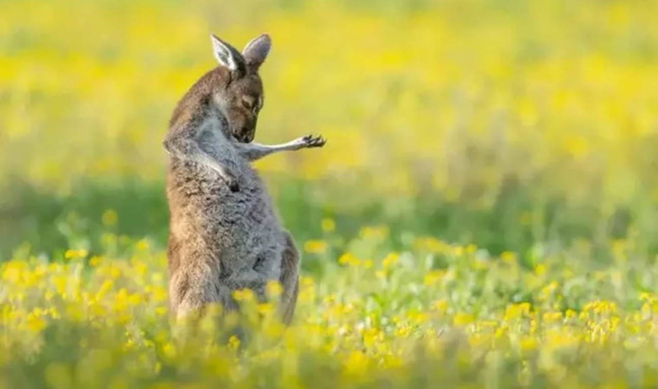 2023 Komedi Vahşi Yaşam Fotoğraf Ödülleri finalistleri belli oldu