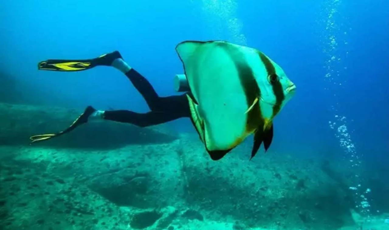 2023 Komedi Vahşi Yaşam Fotoğraf Ödülleri finalistleri belli oldu