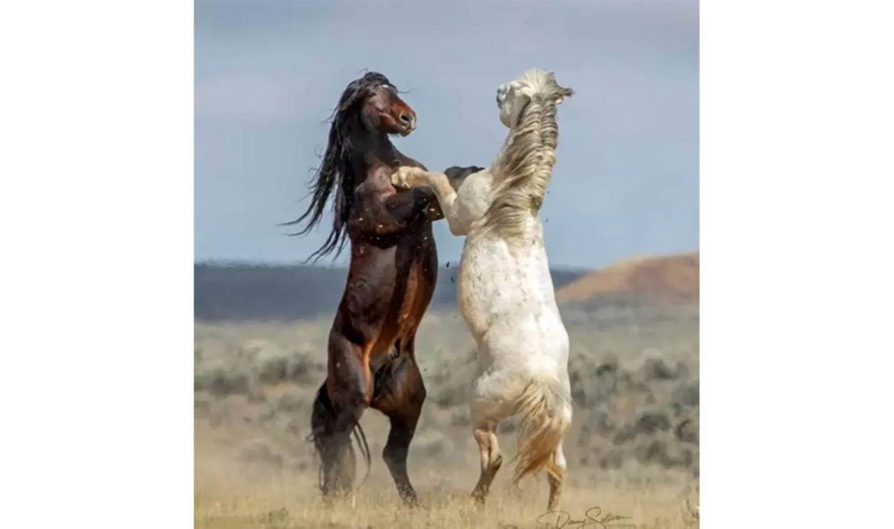 2023 Komedi Vahşi Yaşam Fotoğraf Ödülleri finalistleri belli oldu