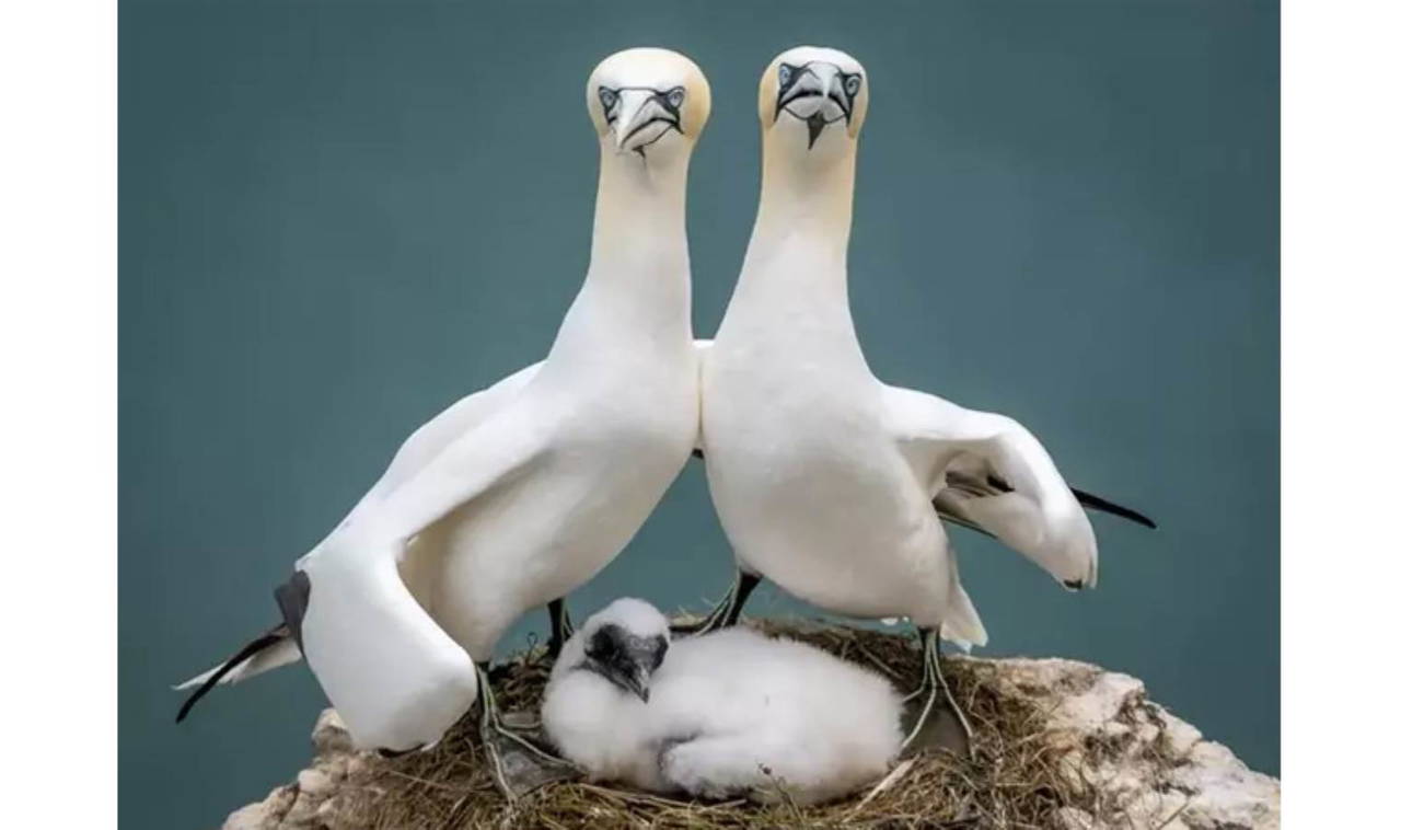 2023 Komedi Vahşi Yaşam Fotoğraf Ödülleri finalistleri belli oldu