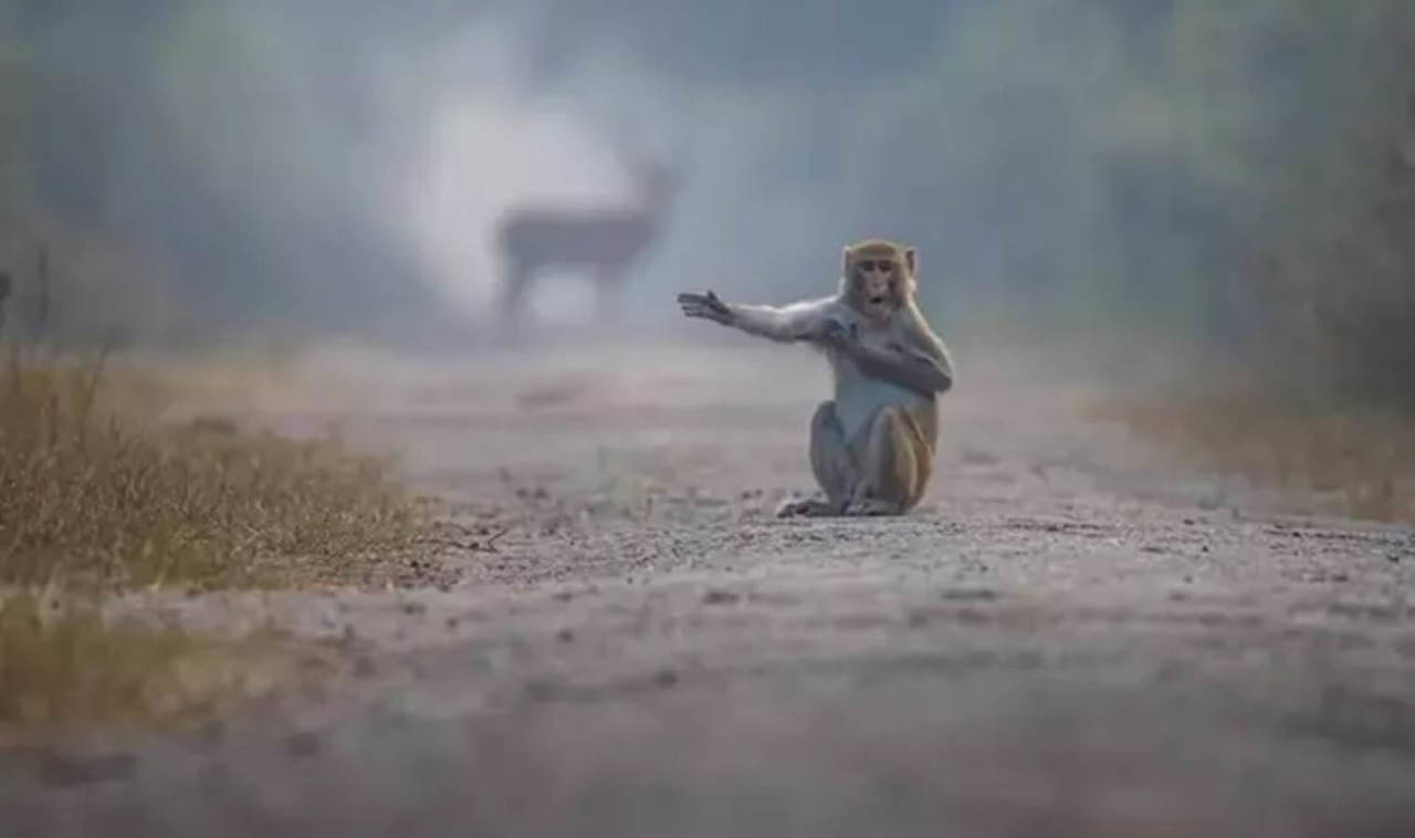 2023 Komedi Vahşi Yaşam Fotoğraf Ödülleri finalistleri belli oldu