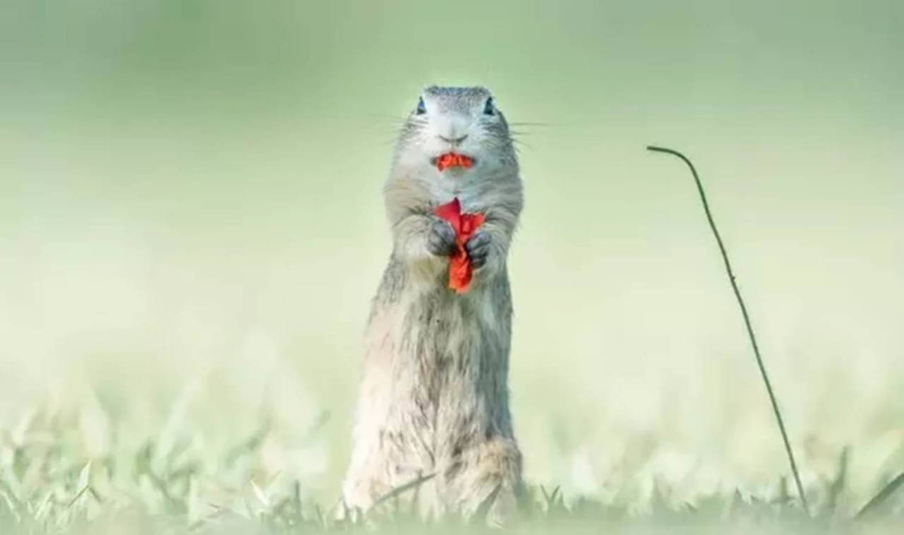 2023 Komedi Vahşi Yaşam Fotoğraf Ödülleri finalistleri belli oldu