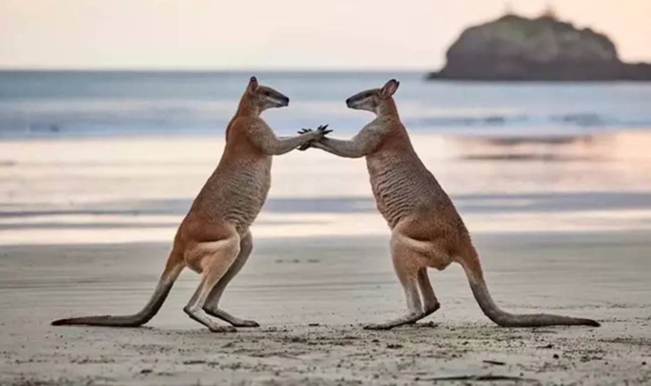 2023 Komedi Vahşi Yaşam Fotoğraf Ödülleri finalistleri belli oldu