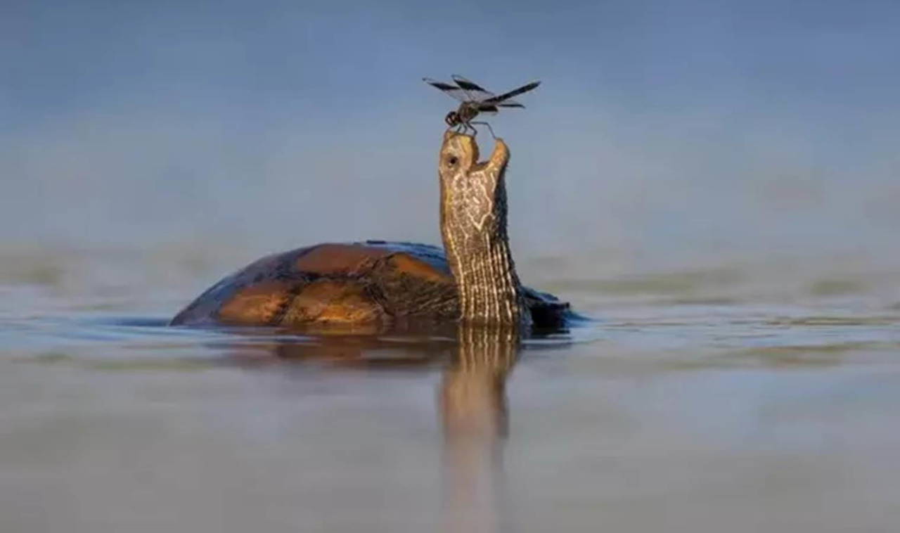2023 Komedi Vahşi Yaşam Fotoğraf Ödülleri finalistleri belli oldu