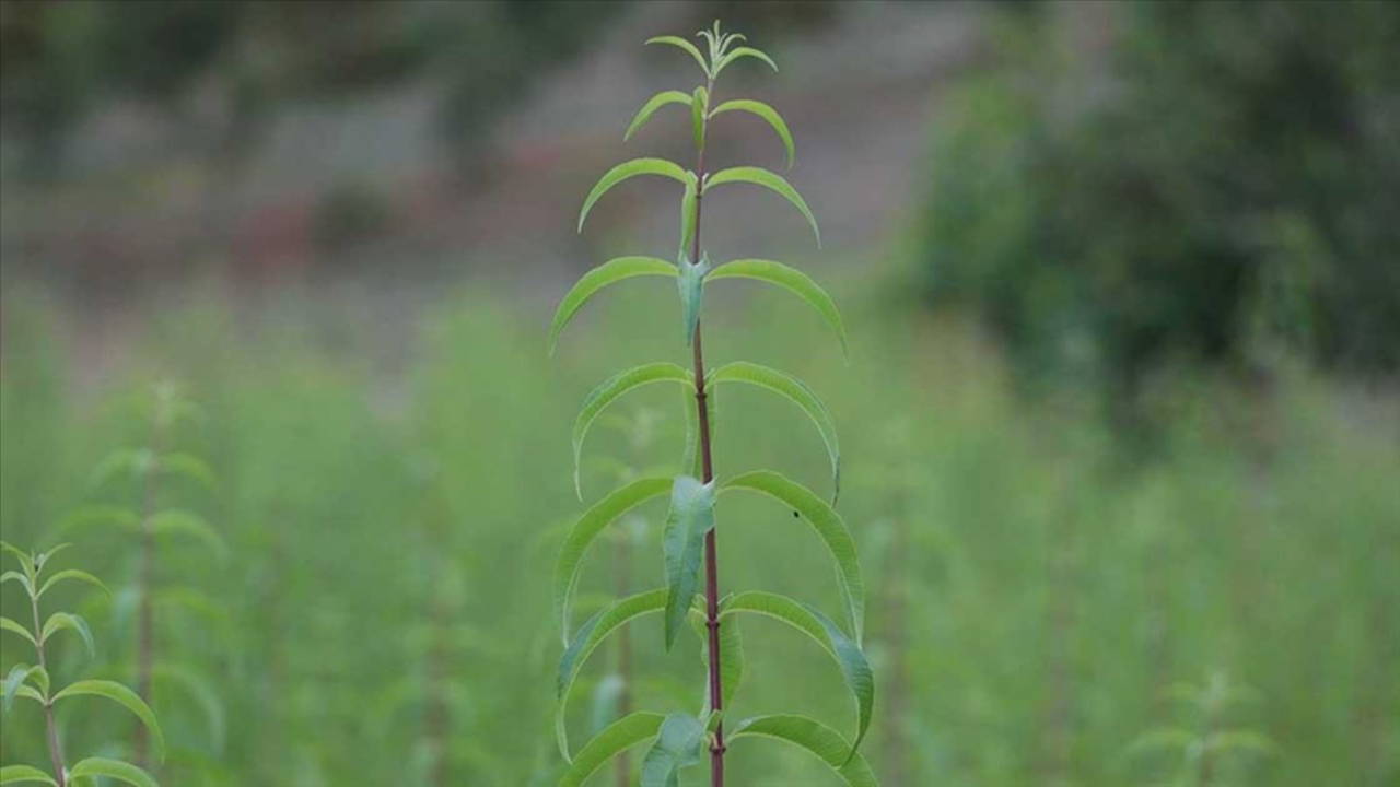 Hangi bitkiler stresi azaltır? Stresi azaltan 5 bitki...