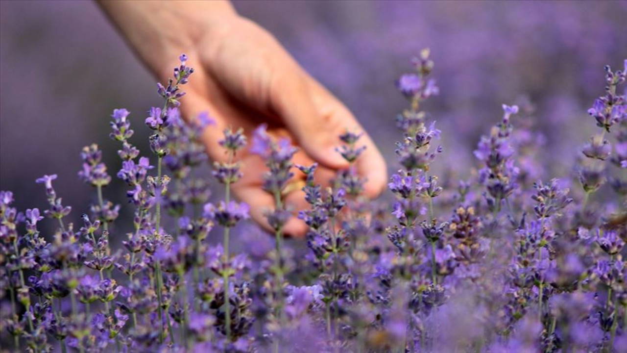 Hangi bitkiler stresi azaltır? Stresi azaltan 5 bitki...