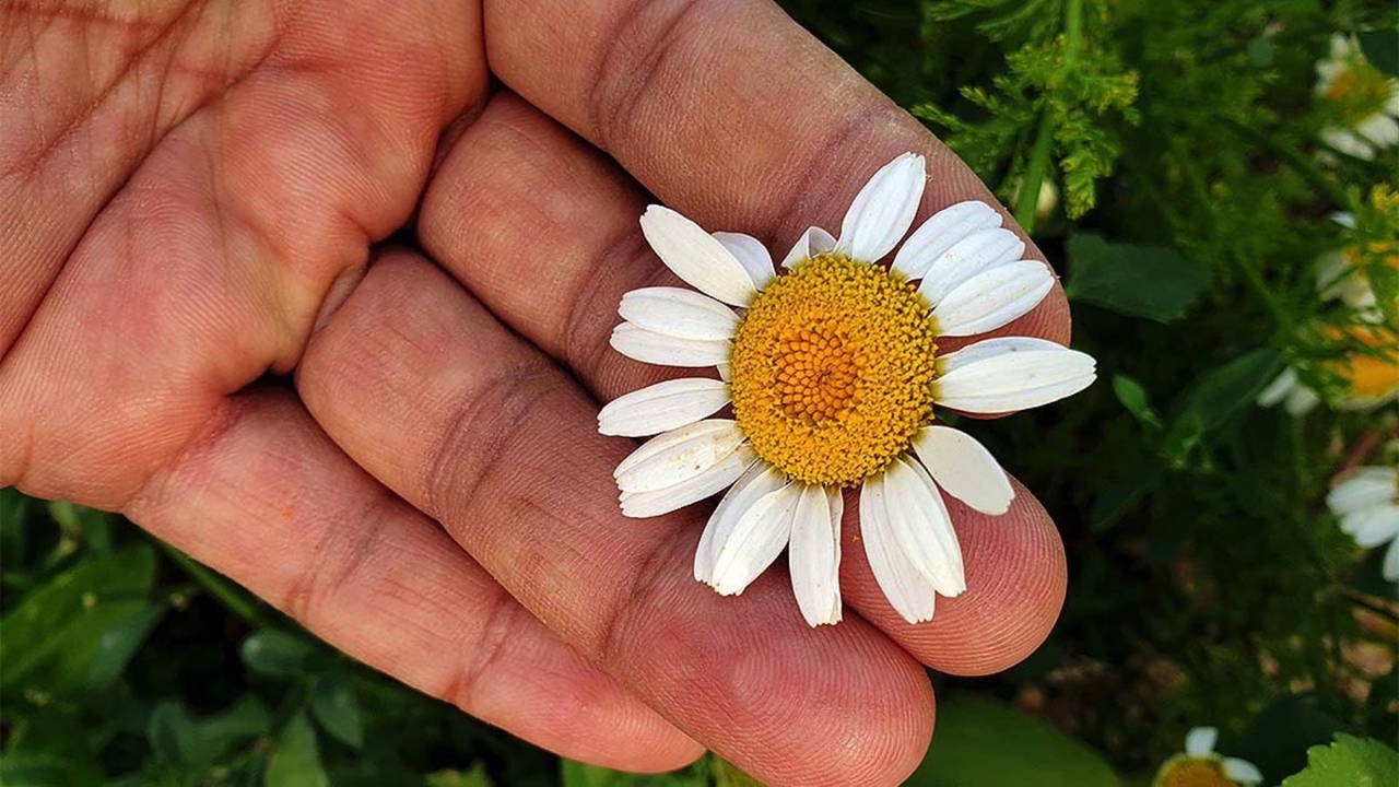 Hangi bitkiler stresi azaltır? Stresi azaltan 5 bitki...