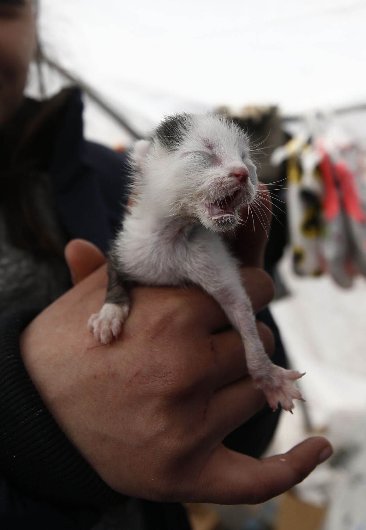 Kahramanmaraş depremlerinde sadece insanlar değil hayvanlar da kurtarıldı