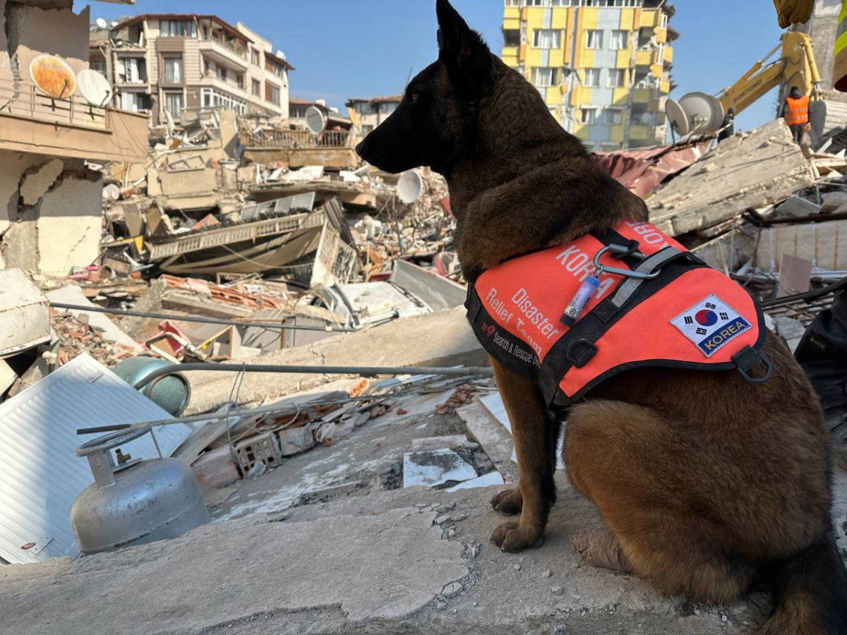 Arama kurtarma köpekleri, dünyanın dört bir yanından can kurtarmak için geldi