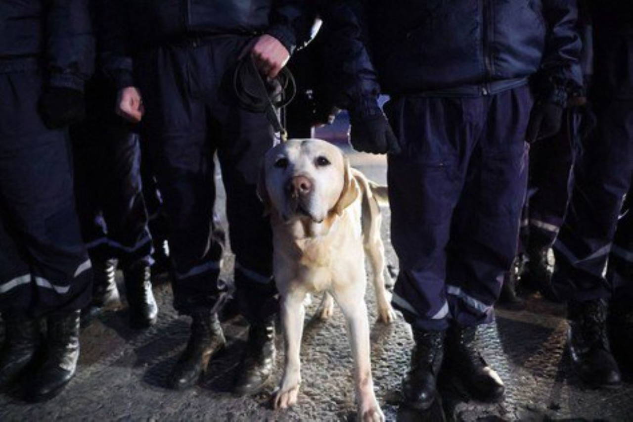 Arama kurtarma köpekleri, dünyanın dört bir yanından can kurtarmak için geldi