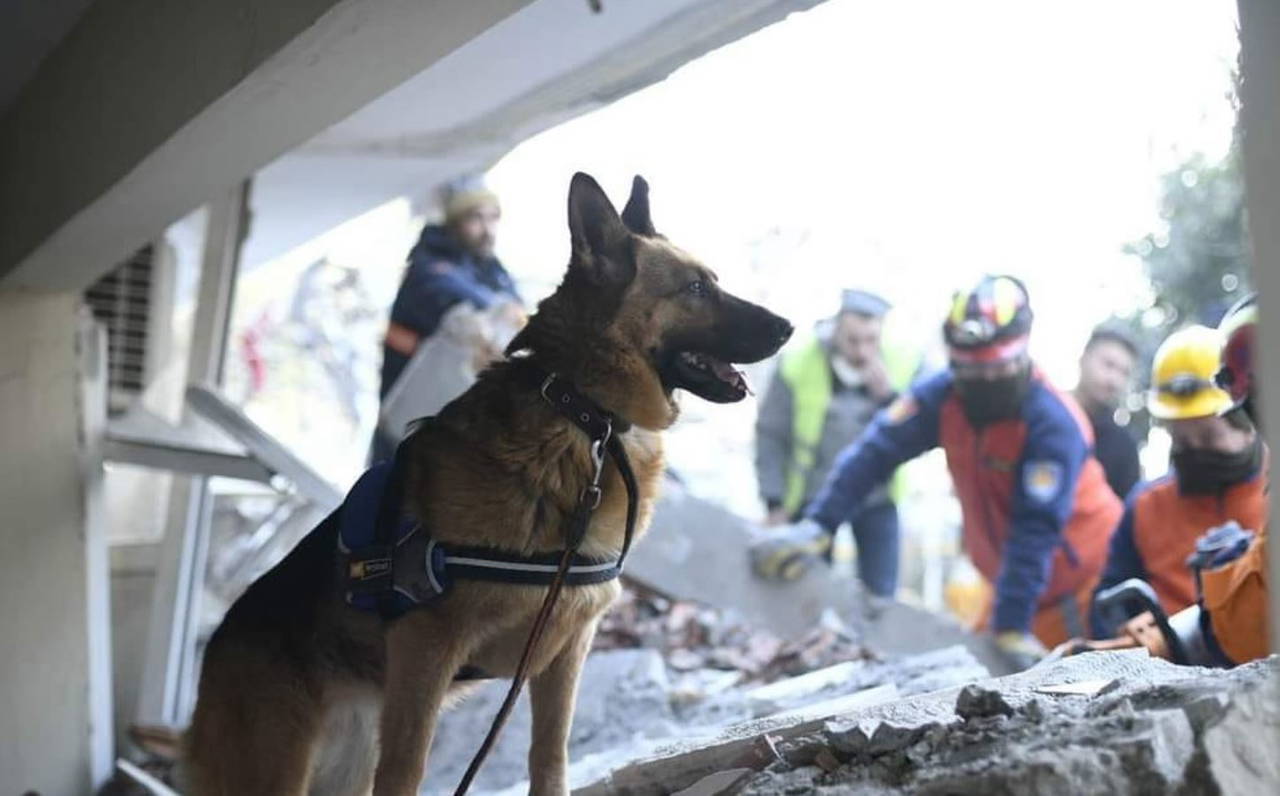 Arama kurtarma köpekleri, dünyanın dört bir yanından can kurtarmak için geldi