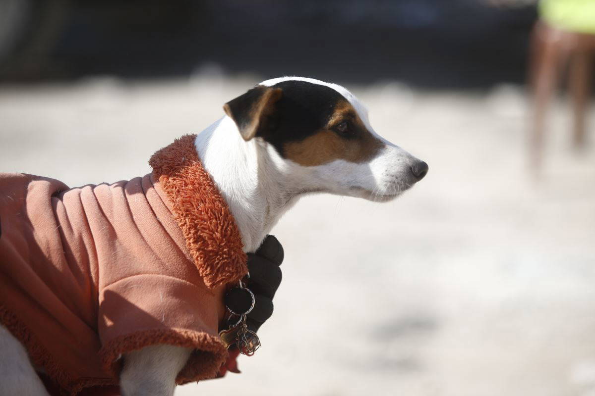Arama kurtarma köpekleri, dünyanın dört bir yanından can kurtarmak için geldi
