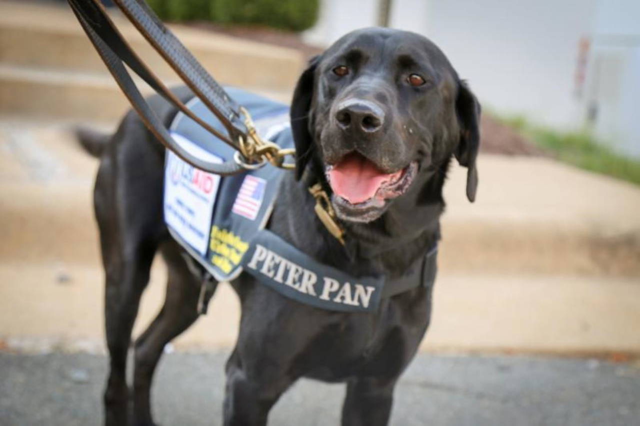 Arama kurtarma köpekleri, dünyanın dört bir yanından can kurtarmak için geldi