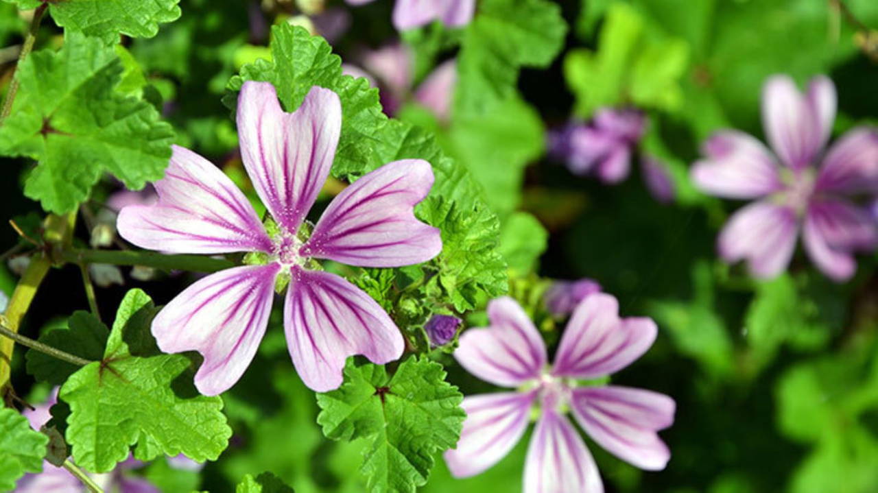 Ebegümeci nedir? Ebegümeci bitkisinin faydaları neler? Ebegümeci otu hangi hastalıklara iyi gelir?