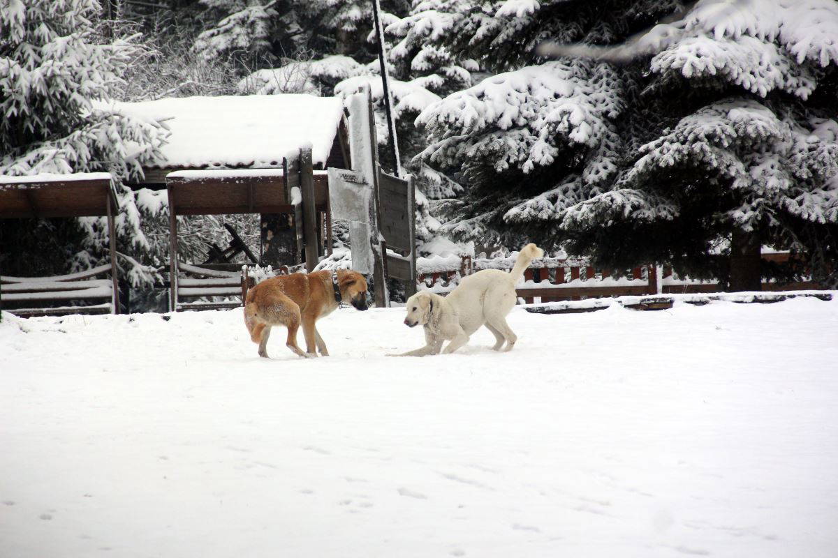 Bolu Gölcük Tabiat Parkı kar yağışına teslim oldu