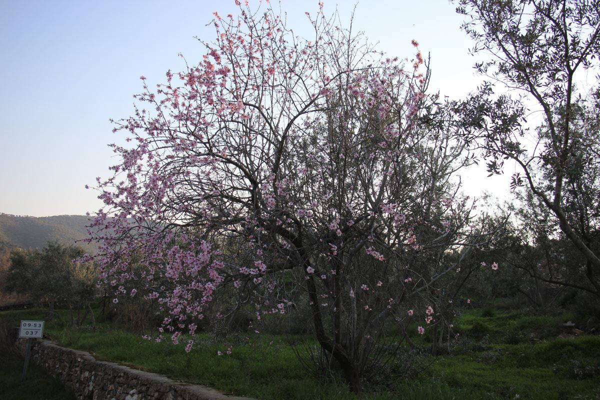 Aydın'da badem ağacı çiçekleri baharı ilk karşılayanlardan oldu