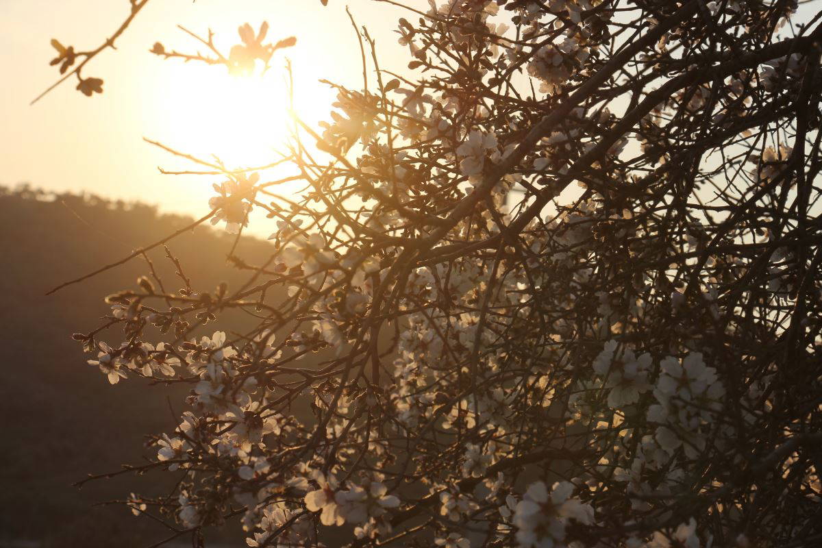 Aydın'da badem ağacı çiçekleri baharı ilk karşılayanlardan oldu