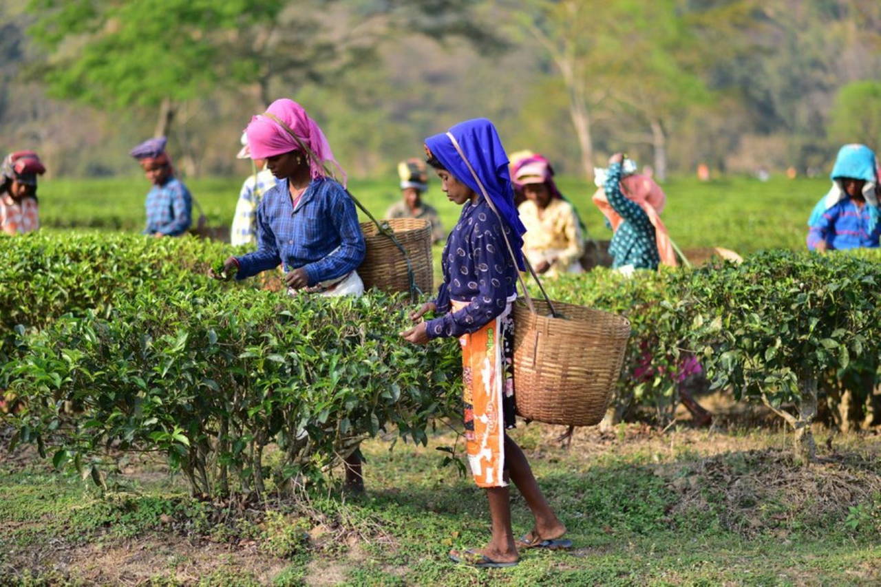 Hindistan'da işçiler çay toplama mesaisinde