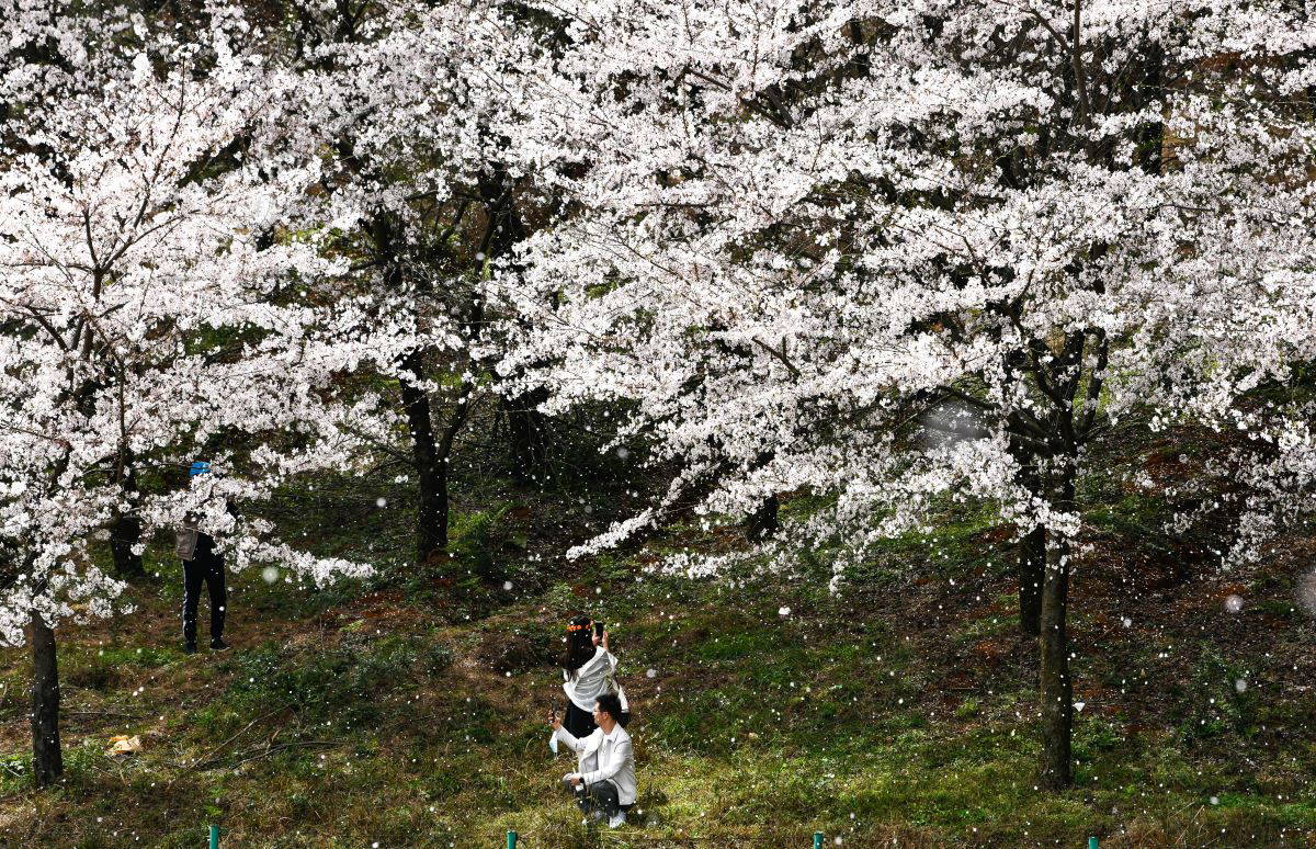 Çin'in güneybatısında kiraz ağaçları çiçek açtı