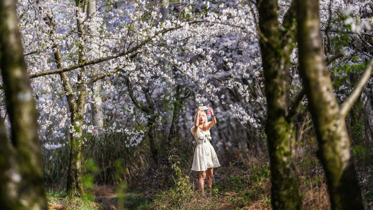 Çin'in güneybatısında kiraz ağaçları çiçek açtı
