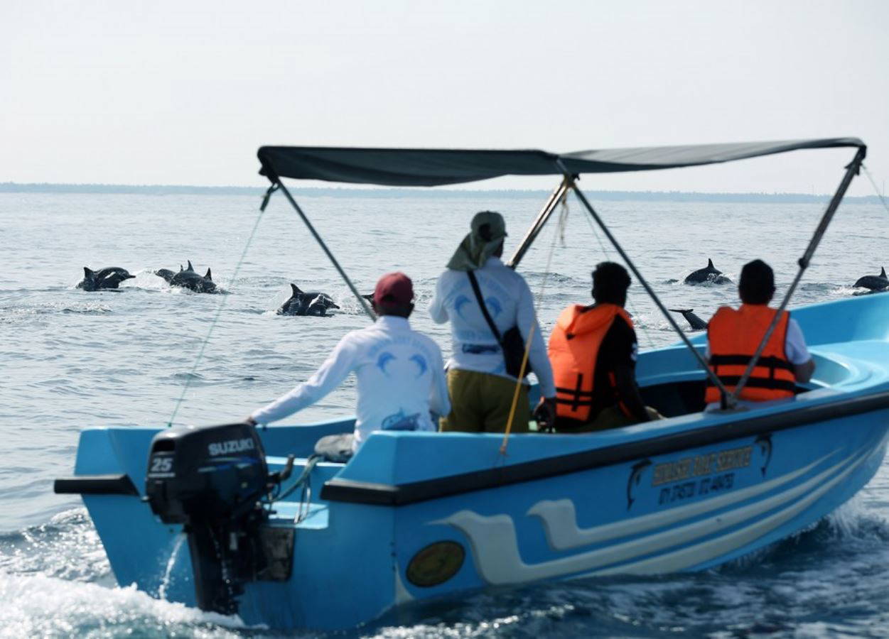 Sri Lanka'da turistlerin yeni gözde aktivitesi: Yunusları izlemek