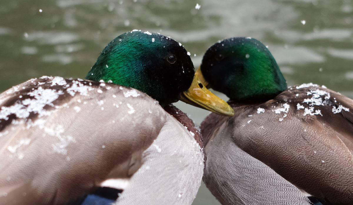 Türkiye kar yağışı ile uyandı! İstanbul, Ankara, Eskişehir ve Bolu'dan kar manzaraları
