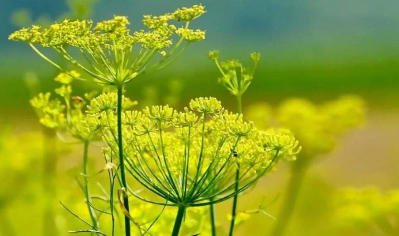 Rezene nedir? Rezene çayı faydaları nelerdir? Rezene çayı zararları nelerdir? Rezene çayı nasıl hazırlanır?