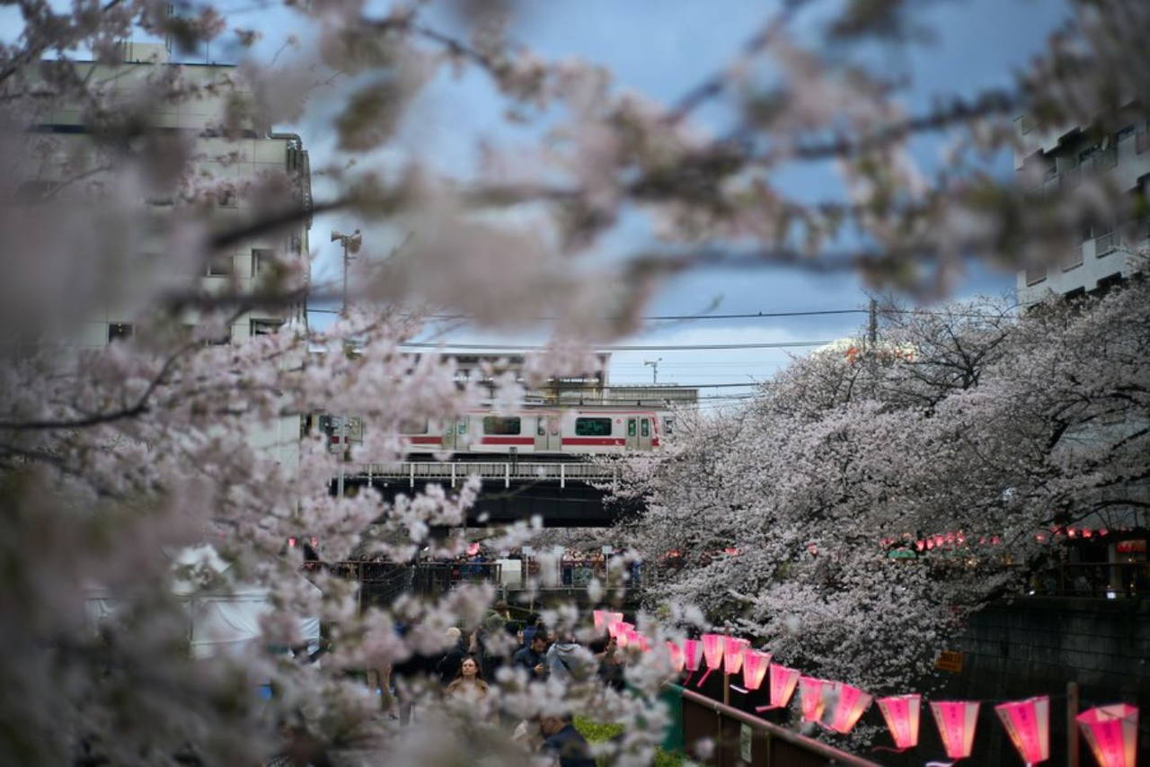 Japonya'da fenerlerle süslenen kiraz çiçeklerinin tabloyu andıran manzarası