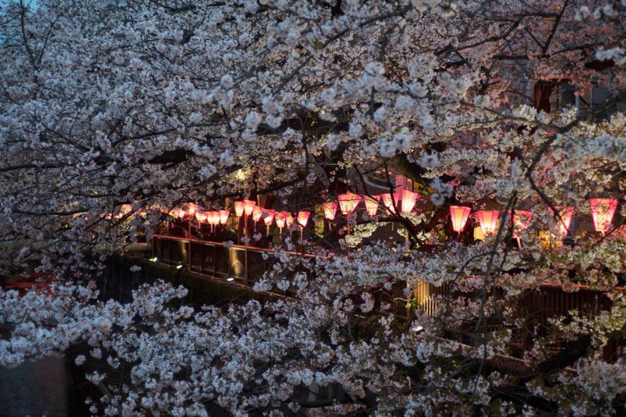 Japonya'da fenerlerle süslenen kiraz çiçeklerinin tabloyu andıran manzarası