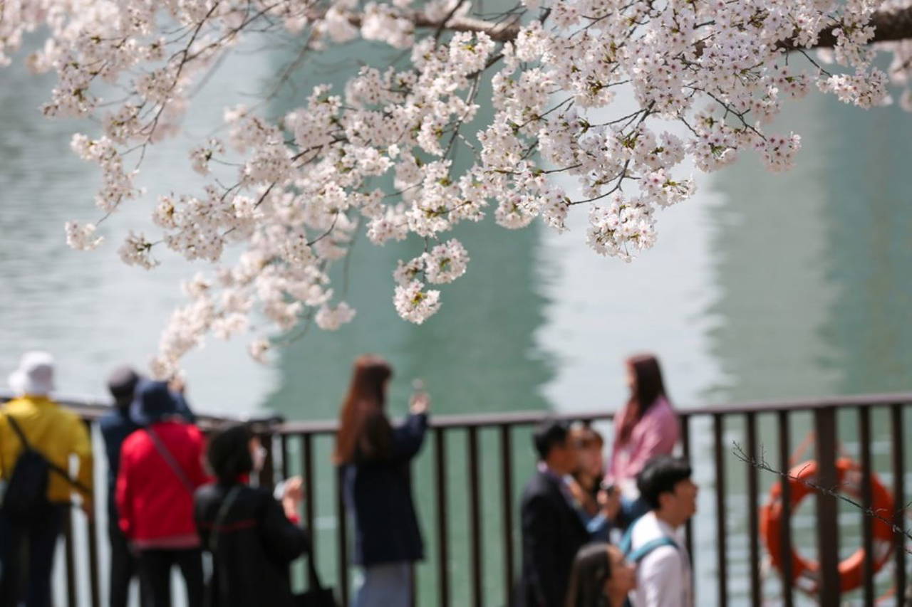 Kiraz çiçekleri Seul'e baharı getirdi