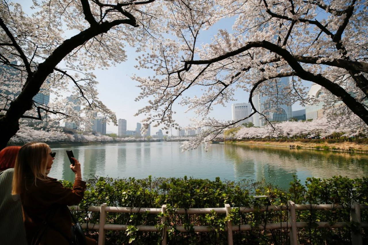 Kiraz çiçekleri Seul'e baharı getirdi